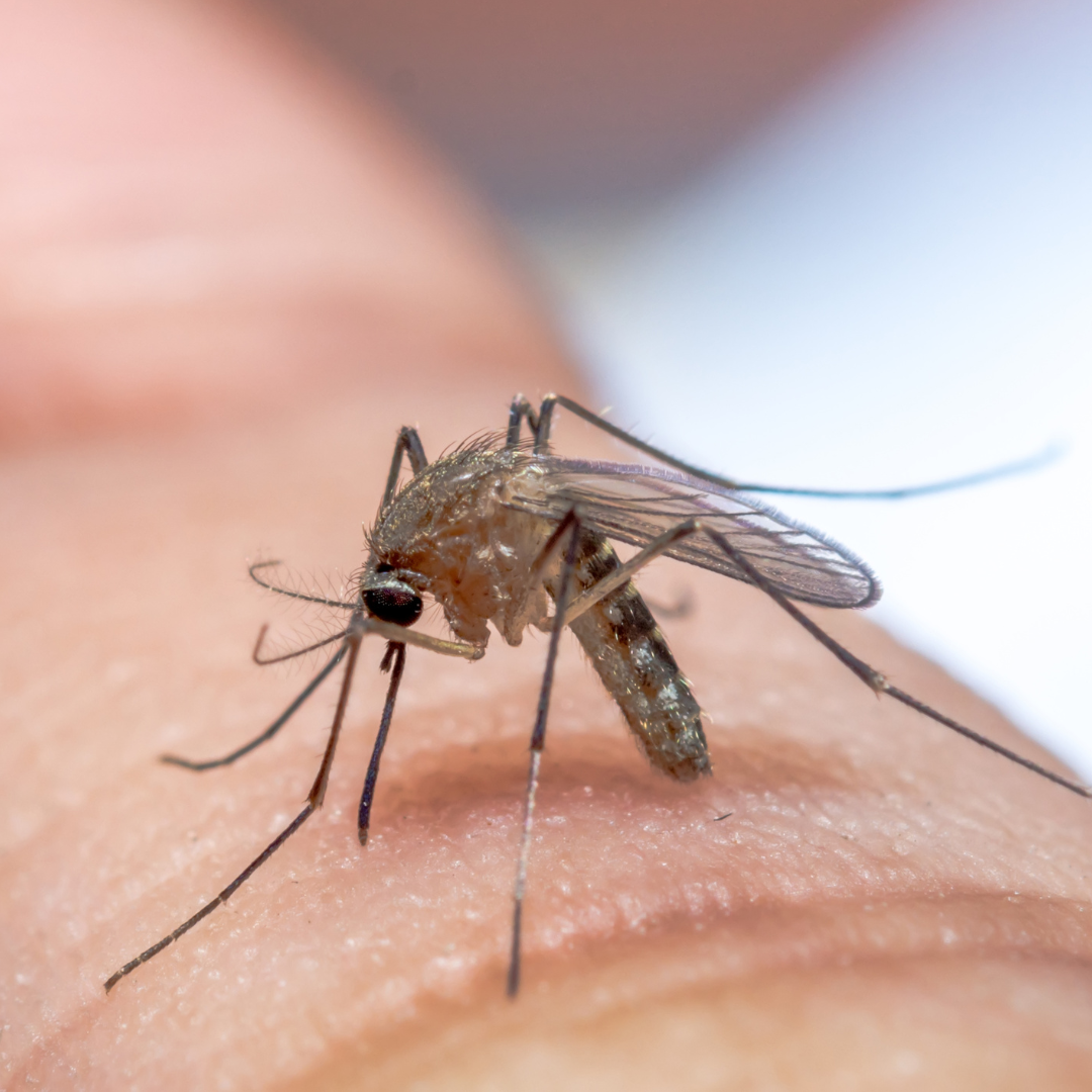 Mastering Mosquito Control Your Guide To Mosquito Treatment Services