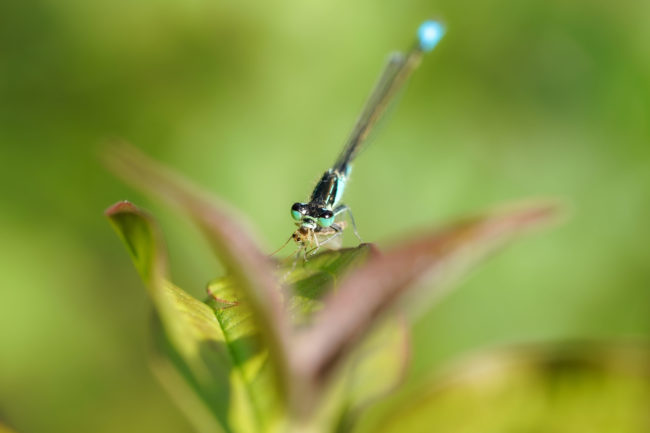 close-up photo of a dragonfly eating a mosquito