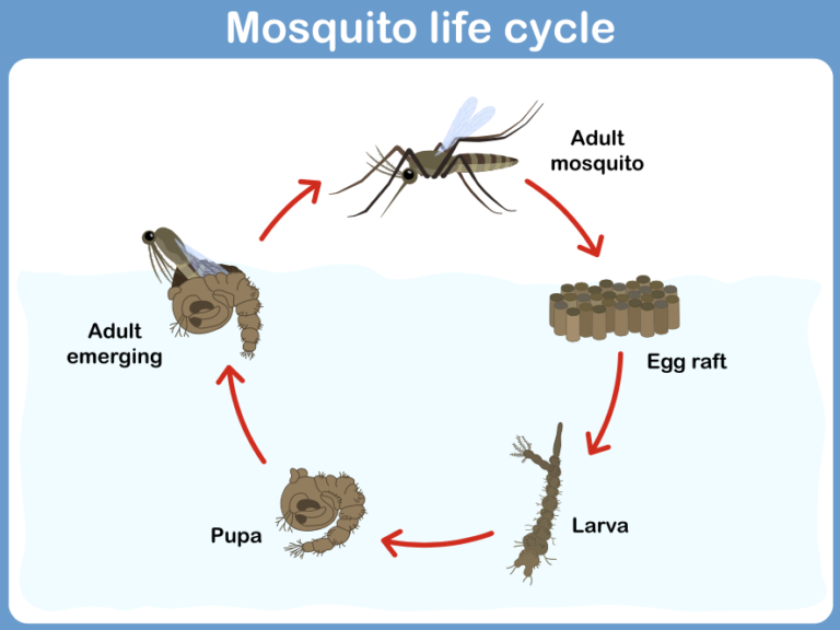 mosquitos-are-insects-st-augustine-fl-mosquito-diet-life-cycle