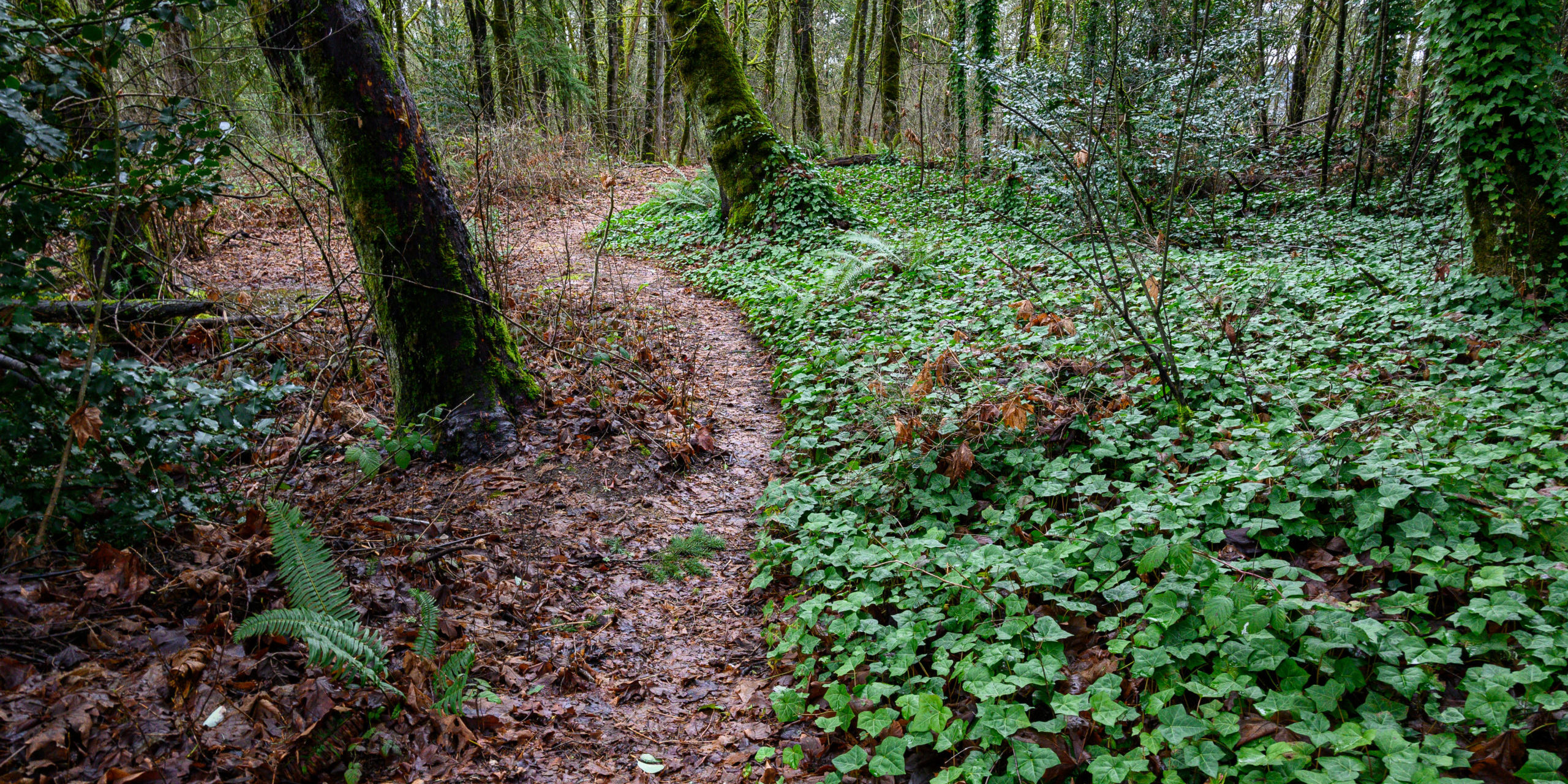 Forest covered with plants and trees