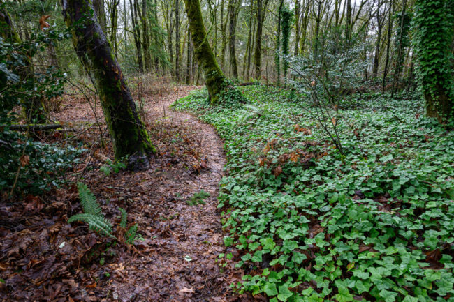 Forest covered with plants and trees