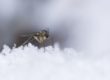 Mosquito on snow