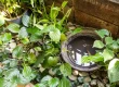 Old container in outdoors stores stagnant water and breeding ground for mosquito
