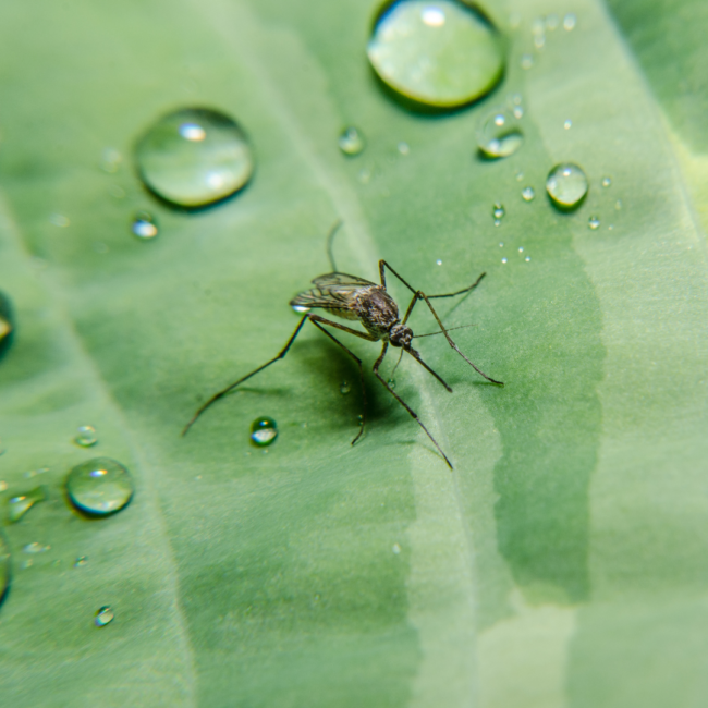 Tips for Winning the Mosquito War