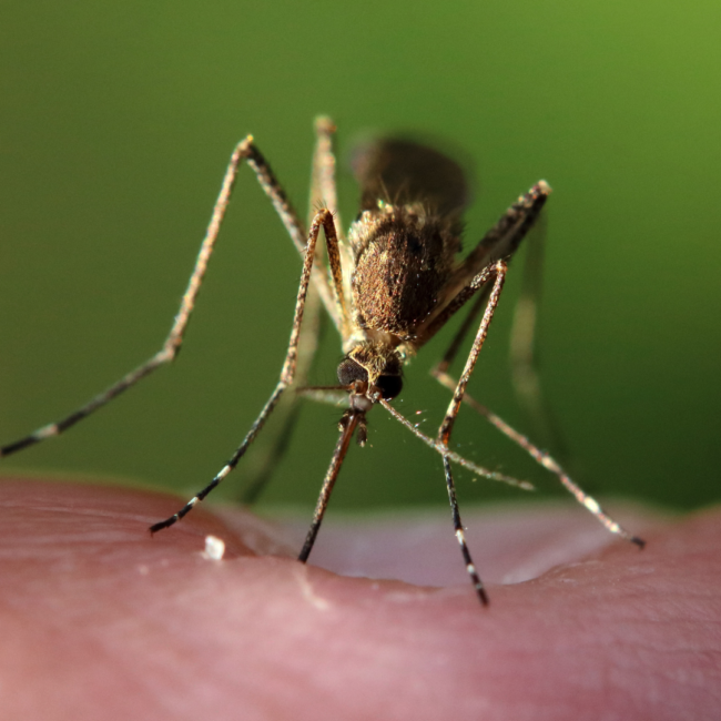Home Remedies For Mosquito Contro