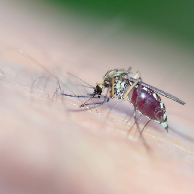 mosquito defense