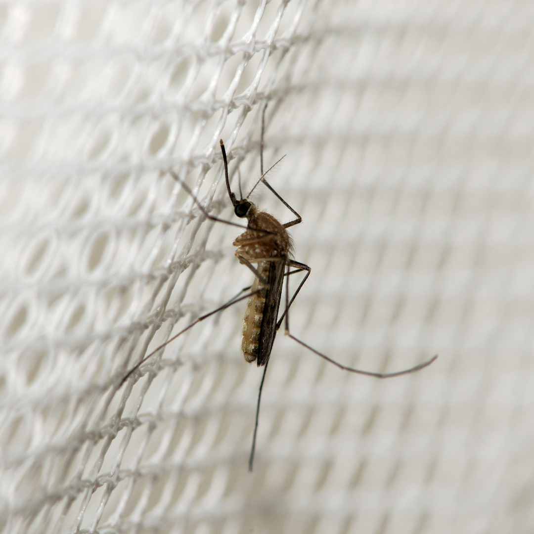 Get Rid of Mosquitoes in Your Yard Effective Strategies, Mosquito