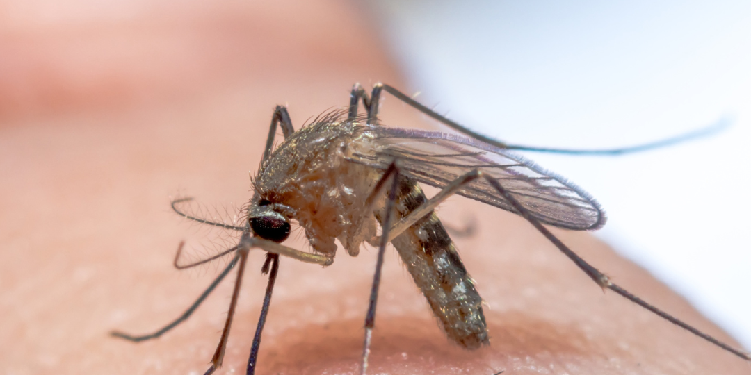 1.Your Guide to Mosquito Treatment Services with Mosquitonix