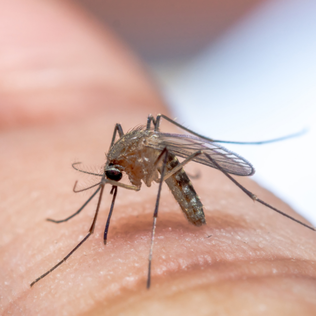 1.Your Guide to Mosquito Treatment Services with Mosquitonix