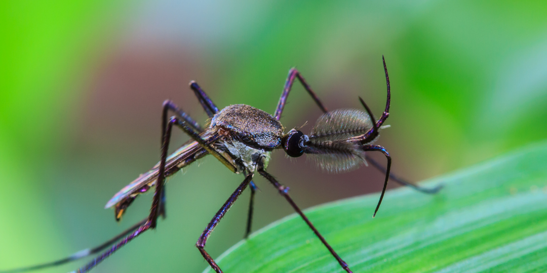 Your Guide to a Mosquito-Free Yard with Mosquitonix