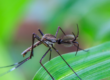 Your Guide to a Mosquito-Free Yard with Mosquitonix